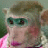 Affen icons bilder