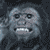 Affen icons bilder