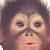 Affen icons bilder