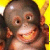 Affen icons bilder