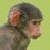 Affen icons bilder