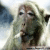 Affen icons bilder