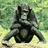 Affen icons bilder