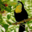 Affen icons bilder