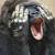 Affen icons bilder