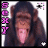 Affen icons bilder