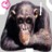 Affen icons bilder
