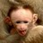 Affen icons bilder