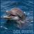 Delfin icons bilder