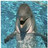 Delfin icons bilder