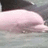 Delfin icons bilder
