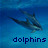 Delfin icons bilder