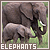 Elefant icons bilder