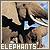 Elefant icons bilder