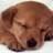 Welpe icons bilder