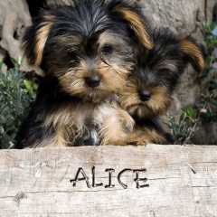 Alice