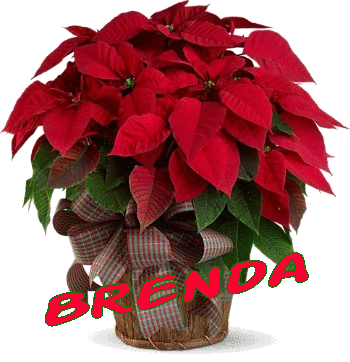 Brenda namen bilder