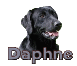 Daphne namen bilder