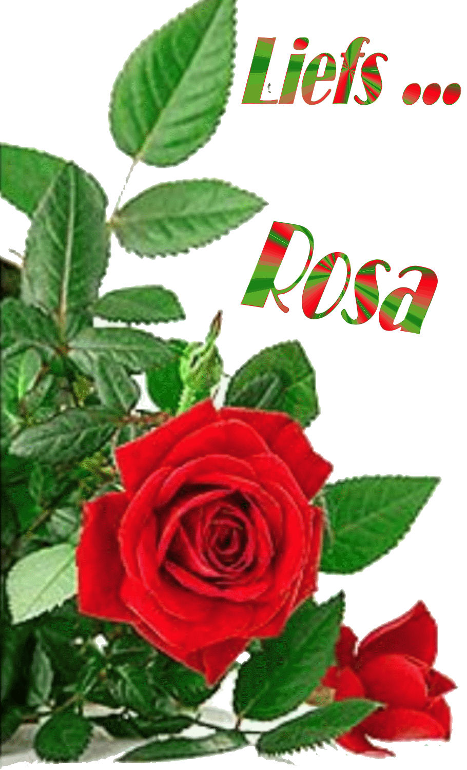 Rosa