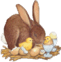 Hase ostern bilder