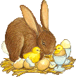 Hase ostern bilder