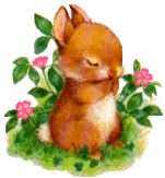 Hase ostern bilder