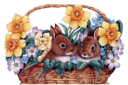 Hase ostern bilder