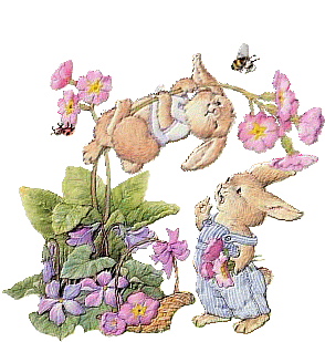 Hase