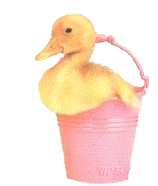 Kuken ostern bilder