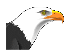 Adler tiere bilder