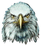 Adler tiere bilder