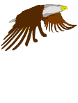 Adler tiere bilder