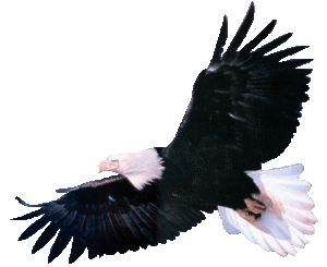 Adler tiere bilder