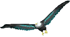 Adler tiere bilder