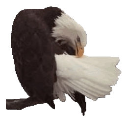 Adler tiere bilder