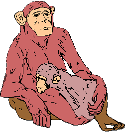 Affen tiere bilder