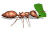 Ameisen tiere bilder