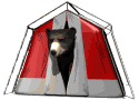 Baren tiere bilder