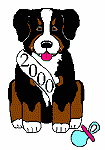 Berner sennenhunde