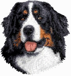 Berner sennenhunde