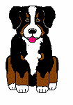 Berner sennenhunde