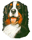 Berner sennenhunde