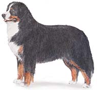 Berner sennenhunde