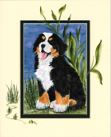 Berner sennenhunde