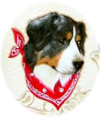 Berner sennenhunde