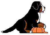 Berner sennenhunde