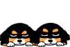 Berner sennenhunde tiere bilder