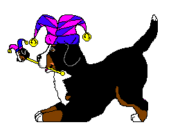 Berner sennenhunde