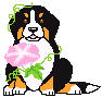 Berner sennenhunde