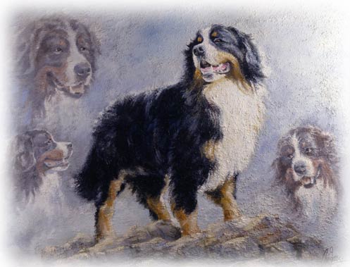 Berner sennenhunde tiere bilder